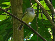 Northern Bentbill